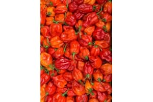 FPG4U Fresh Scotch Bonnet-500g | Ideal for Hot Sauces, Chutneys, and Spicy Dishes