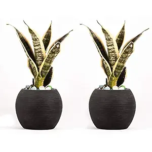 Lasaki Globe Ceramic Pots for Table, Office Desk, Indoor, Outdoor, Garden, Balcony, Plants, Planters, Flower Pots, Gamla Succulent Pot (Color: Black) Set of 2