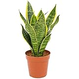 Sansevieria trifasciata Futura Superba 30-35 cm/Topf Ø 10 cm - bunter Bogenhanf