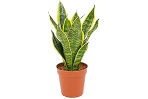Sansevieria trifasciata Futura Superba 30-35 cm/Topf Ø 10 cm - bunter Bogenhanf