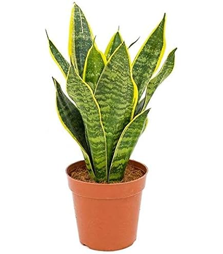 Aloe Vera Pflanze 25 cm  Echter Aloe Vera  Pflegeleichte Sukkulente,  Luftreinigende Zimmerpflanze fr Zuhause & Bro : Amazon.de: Garten