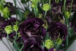 BRKENT Eustoma Samen Seltene Schwarz Eustoma Samen MehrjäHrige BlüTenpflanzen Balkon Topfblumen Samen Lisianthus FüR Blumen Topf Pflanzer Blumensamen Balkon 200 StüCke