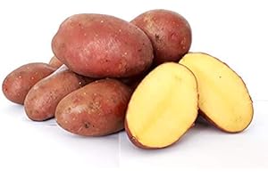‎LAMERA Kartoffeln Desiree vorwiegend festkochend ( halbmehlig ) rote Kartoffel 10 Kg