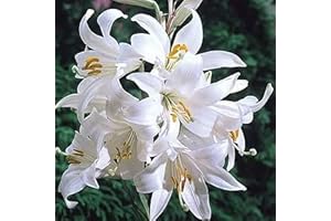 FLORA IMPORT 3 X Giglio Sant. Antonio - Lilium Candidum - Giglio della madonna - Giglio Profumato (3)