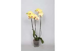 CAMBRIDGE BEE Elegant Yellow Double Stem Phalaenopsis Orchid - Real Orchid Plant
