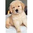 Cute Dog Puppy Poster for Room Wall Decoration, Unframed, Size - 12 X 18 Inches || K2C P16492