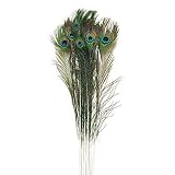 DEPORTES vibrante rico COLORES: plumas naturales con tonos azules, verdes y púrpuras preciosas