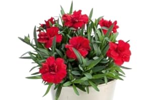 DECOALIVE Clavel Dianthus con Raíz Fuerte – Planta Natural Viva, Perfecta para Exteriores, Macetas y Paisajismo