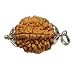 Rudraksha 2 Mukhi INDIAN RUDRAKSHA SILVER PENDANT Two Faced RUDRAKSHA 100% Original and Certified By Arihant Gems and Jewels RS.999.00