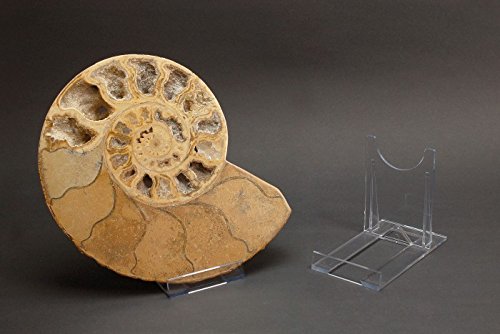 10-Tellerstnder-Schiebestnder-XXL-gro-aus-Plastik-10cm-hoch