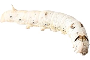 Livefoods4u Live Silkworms Large 40-50mm - Live Food for Reptiles and Amphibians - Approx 8