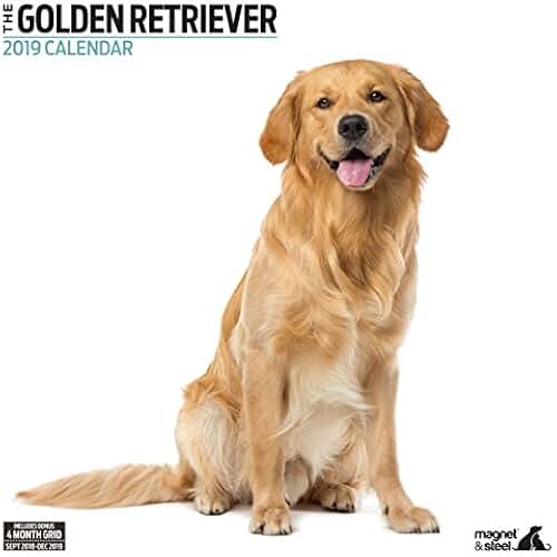 Amazon.co.uk Golden retriever Books
