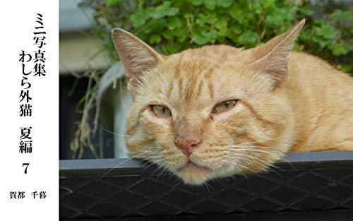 Book Photos We are Street Cats in Summer 7 Japanese Edition PDF
