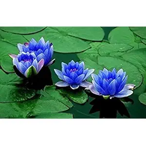 LIVE GREEN LOTUS SEEDS/KAMALGATTA SEEDS FLOWER PLANT IMPORTED GOOD GERMINATION (Pack of 4 seeds)
