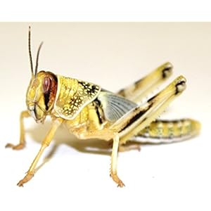 Heuschrecken Wüstenheuschrecken subadult 50 Stück Futterinsekten Reptilienfutter Futtertiere