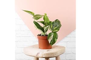 BEARDS & DAISIES Golden Pothos Plant aka Devil's Ivy or Epipremnum Aureum in a 12cm Pot, Indoor House Plant with Free Next Day Delivery, Carefully Packaged with a Detailed Care Guide