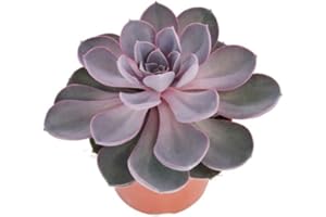 Exotenherz Echeveria Perle von Nürnberg - grosse Pflanze im 12cm Topf