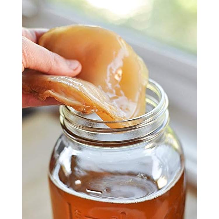 Phoenix Fungi - Kombucha SCOBY With Starter Tea - 2 Litre Live Culture - View #2