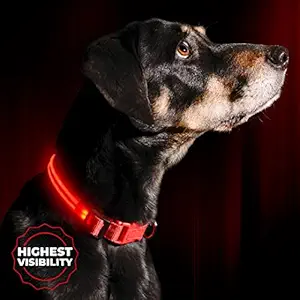 LED Dog Collar - USB Rechargeable - Available in 6 Colors & 6 Sizes - Makes Your Dog Visible, Safe & Seen