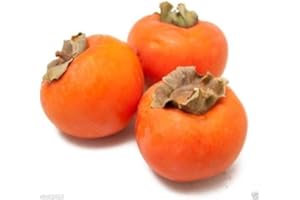 SAMENCHILISHOP Kaki, Kakibaum 10 Samen -Diospyros kaki- (Winterhart bis -15 C°)