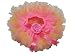Pinkyee Girl'S Chiffon Rosette Tutus Skirt Yellow And Pink