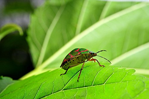 LAOWA VEN6028C Objectif 60 mm F2 8 2X Ultra-Macro pour Canon Noir