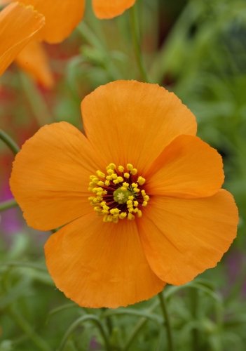 TROPICA – Wilder Feuermohn ( Stylomecon heteropyhllum-Copper Queen ) – 20 Samen - 2