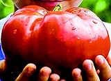 Bonsai s mÃ¡s grandes beefsk tomate, 100 pc / paquete, la herencia gigante del fruto de tomate huerta orgÃ¡nica se; nuevo dulce del mundo & # 39: rojo