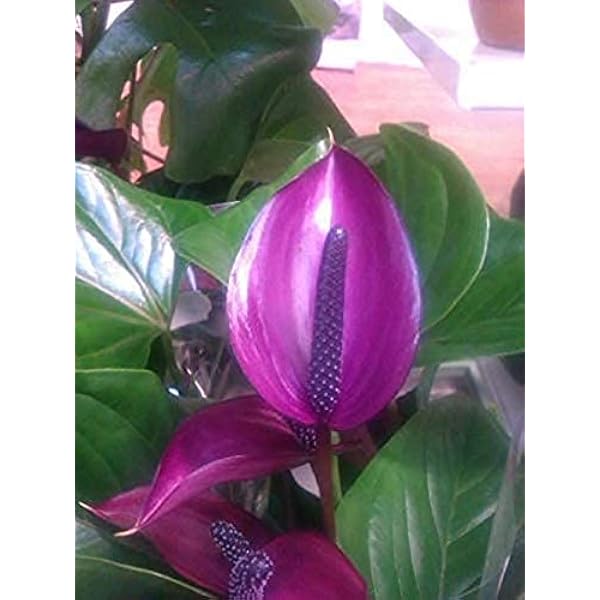 The Plant Paradise Anthurium Violet Tail Flamingo Flower lace Leaf
