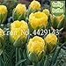 Produktbild 100 PC Bunte Bonsai Tulip (Nicht Tulip Zwiebeln) 24 Sorten Regenbogen-Tulpe Hochwertige Blumentopfpflanze Zier Bonsai: 1