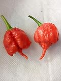 90 SEMILLAS CHILLI---10 CAROLINA REAPER, 10 HABANERO LEMON, 10 BHUT JOLOKIA RED, 10 PASILLA BAJIO, 10 GHOST CHILI CHOCOLATE, 10 7POD YELLOW, 10 BHUT JOLOKIA RED, 10 MIX PETER, 10 CAROLINA REAPER YELLOW ...