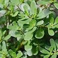 Gebdinsh Garden® Imported Bathua Leaf Vegetables Seeds For Kitchen Gardening (Pack Of 100 Seeds)