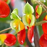 Diese prächtige Pflanze aus Schwarzarfrika mit ihren Blüten in leuchtenden Farben entwickelt sich in Europa gerade zur beliebten Zimmer- und Kübelpflanze.