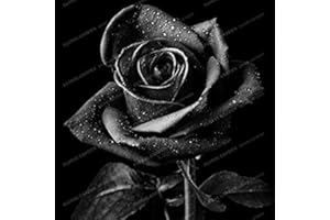 GENERIC True Blood Black Rose 100PCS Rare Rose Fiori Bonsa per Il Giardino di impianto Semillas de Rosa Black Rose: 5