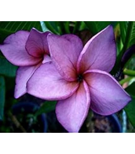 pink-plumeria-tree