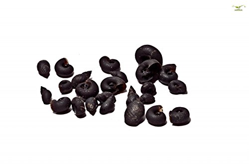 Futterschnecken - 50Stk - Lebendfutter optimales Kugelfischfutter