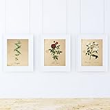 Ideal para enmarcar Pack de láminas MEDITERRANEO. Tres láminas tamaño A4. Posters con imágenes de botánica. Decoración de hogar. Láminas para enmarcar. Papel 250 Gramos
