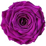ETERNAL ROSES, XXL Rosenkopf, konserviert; Farbe Violet