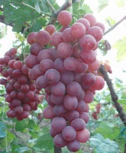 Riesige süße Weinrebe 5 Samen Trauben Rebe (Grape Red Globe)