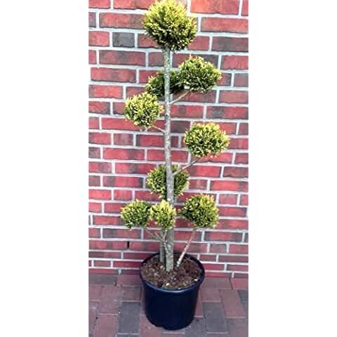 Suchergebnis auf Amazon.de für: Zypressen: Garten