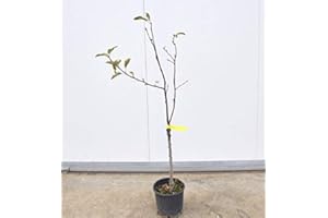 MONDOPIANTE Albero Di Mela Annurca 3 anni