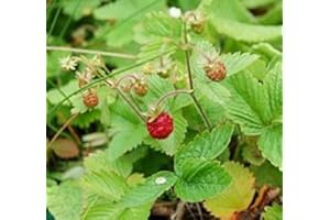 Just Seed Fragaria vesca - Wild Strawberry - 100 Seed