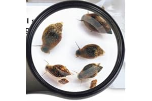 Lebendfutter Verschiedene Sorten Fischfutter SAHAWA zur Auswahl 45ml oder 90 ml (Blasenschnecken 90 ml)