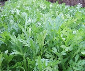 Bobby-Seeds Kräutersamen Shungiku, Salatchrysantheme Portion