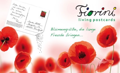 Fiorini Saatpostkarte 8er Set – Kornblume - 3