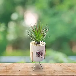 Lets Care Elegant Succulent Plant with Ceramic Pot & Steel Stand || Best Use for Home Decor || Office Decor || Living Room Decor || Bathroom Decor (White, 15Cm Height)- Set of 1