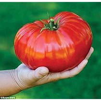 50 Semi Di Pomodoro Cuore Di Bue Gigante – Seme Ortaggio Italiano Con Omaggio – Resistente E Commestibile