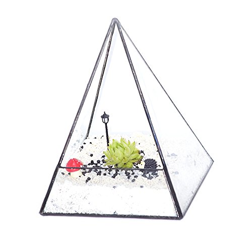 Ultra 14x14x18.5cm Premium Qualität Glas Terrarium Dreieck mit einem Cut-off Rand ideal für Moos und Pflanzen oder Dekorationen (14 x 14 x 18.) - 6
