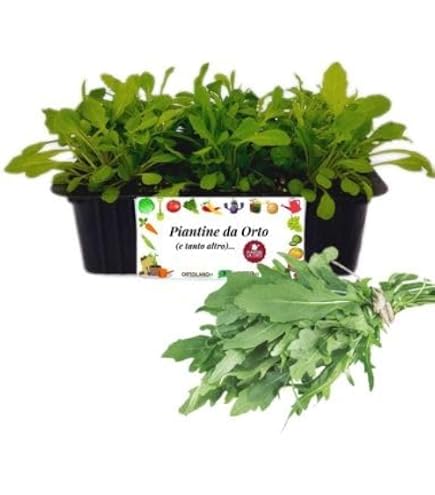 P. Piantine Da Orto | Rosmarino Prostrato, Pianta In Vaso Diametro - 2