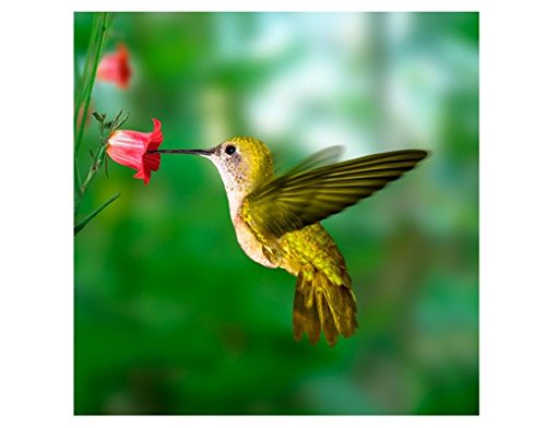 Fensterbild Kolibri und Blüte Amerika Vogel Blume Pflanze Fliegen Fenstersticker Fensterfolie Fensteraufkleber Fenstertattoo Glas-Sticker Fensterdeko Fensterdekoration Größe: 36cm x 36cm - 2